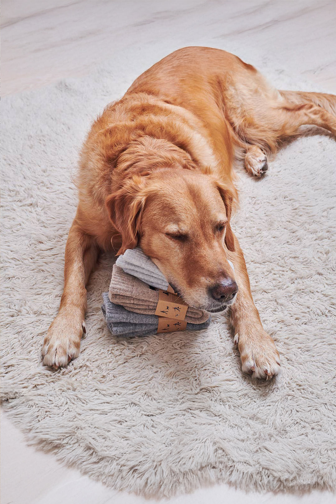 Springer Spaniel Socks